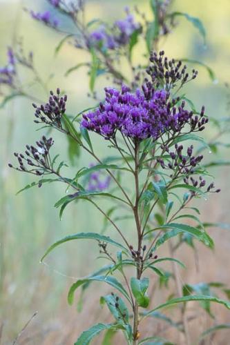 Bloom;Blossom;Blossoms;Close-up;Dew;Drop;Droplet;Flower;Floweret;Flowering;Flowers;Grass;Green;Henry Horton State Park;Image type;Photo specs;Purple;Wildflower;bloom;botanical;botanicals;bud;buds;dew;dew drops;dewy;drops;flora;floral;ironweed;stem;stems