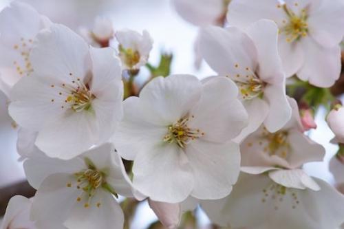 close-up;Cherry Blossom;Spring;Blossom;Springtime;Flower;Close-up;Flowers;Flowering;Cherry Tree;White;Flora;Petal;Bloom