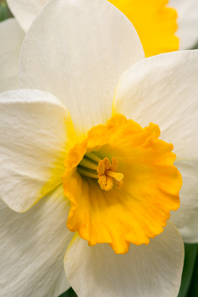 Bloom;Blossom;Blossoms;Botanical;Calm;Close-up;Daffodil;Flora;Floral;Floret;Floweret;Flowering;Flowers;Flowers & Plants;Healing;Health care;Healthcare;Image type;Macro;Minimalism;Nature;Pastoral;Petal;Petals;Photo specs;Plant;Stamen;Yellow;bloom;botanicals;flora;floral;flower;oneness;orange;peaceful;plants;restful;serene;soothing;tranquil;vegetation;zen