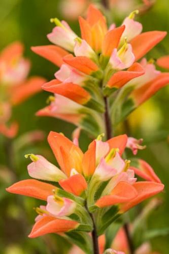 Bloom;Blossom;Blossoms;Close-up;Flower;Floweret;Flowering;Flowers;Flowers & Plants;Green;Healing;Health care;Healthcare;Indian Paintbrush;Leaves;Macro;Nature;Oneness;Pastoral;Peaceful;Petal;Petals;Pink;Pistil;Plant;Red;Texas;White;Wildflower;bloom;botanical;botanicals;calm;contemporary art;flora;floral;restful;serene;soothing;tranquil
