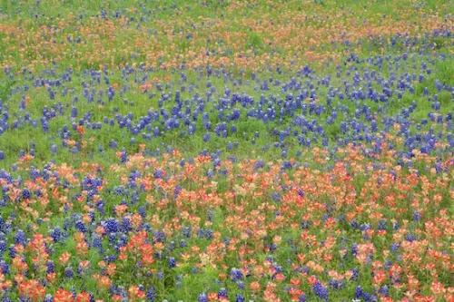 Green;Red;Blue;floral;Flowering;Field;Flora;Texas Bluebonnet;Flowers;Fields;Wildflower;Petal;Bloom;Blossom;Texas;Bluebonnet;Flower;Indian Paintbrush;White;Bluebonnets;Petals;Pasture