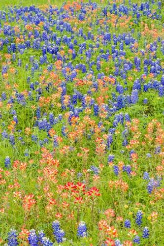 Abstract;Abstraction;Bloom;Blossom;Blossoms;Blue;Bluebonnet;Bluebonnets;Field;Flower;Floweret;Flowering;Flowers;Flowers & Plants;Green;Healing;Health care;Healthcare;Indian Paintbrush;Landscape;Modern;Oneness;Pastoral;Pattern;Peaceful;Petal;Petals;Red;Texas;Texas Bluebonnet;Texture;White;Wildflower;bloom;calm;contemporary;contemporary art;flora;floral;modern art;restful;serene;soothing;tranquil;zen