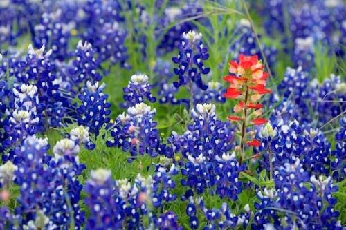 Flower;Texas;Blue;Flora;floral;Flowering;Blossom;Petal;Bluebonnet;Petals;White;Bluebonnets;Indian Paintbrush;Wildflower;Green;Bloom;Texas Bluebonnet;Red;Flowers