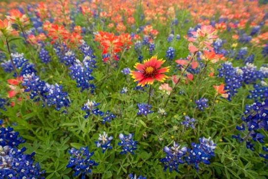 Bloom;Blossom;Blossoms;Blue;Bluebonnets;Blues;Botanical;Calm;Close-up;Cool Colors;Cool Palette;Cool Tones;Floral;Floweret;Flowering;Flowers;Healing;Health care;Healthcare;Indian Blanket;Indian Paintbrush;Lupinus texensis;Macro;Minimalism;Nature;Pastoral;Petal;Petals;Seasons;Spring;Springtime;Texas;Texas Bluebonnet;United States;White;Yellow;bloom;blue;botanicals;color;flora;floral;flower;green;landscape;oneness;orange;pasture;peaceful;plants;red;restful;serene;soothing;tranquil;wildflower;zen