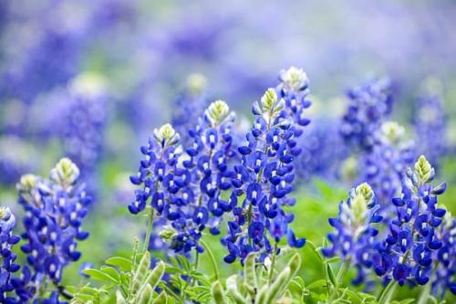 Bloom;Blossom;Blossoms;Blue;Bluebonnet;Bluebonnets;Close-up;Floret;Flower;Floweret;Flowering;Flowers;Green;Healing;Health care;Healthcare;Image type;Oneness;Pastoral;Peaceful;Petal;Petals;Photo specs;Plant;Texas;Texas Bluebonnet;Wildflower;bloom;botanical;calm;flora;floral;restful;serene;soothing;tranquil;zen