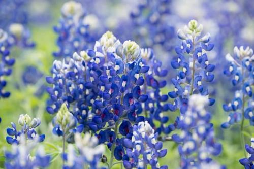 Bloom;Blossom;Blossoms;Blue;Bluebonnet;Bluebonnets;Close-up;Flower;Floweret;Flowering;Flowers;Green;Oneness;Pastoral;Peaceful;Petal;Petals;Texas;Texas Bluebonnet;Wildflower;bloom;flora;floral;zen