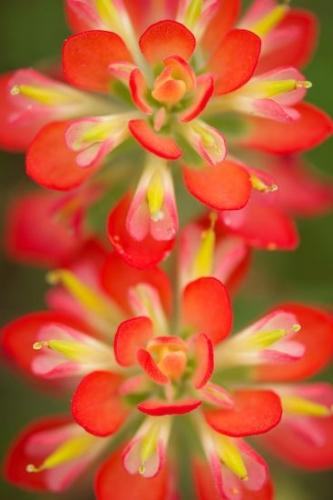 Petals;Green;Texas;Close-up;Bloom;Indian Paintbrush;Red;Flower;Flowering;Flora;botanical;White;Wildflower;Flowers;floral;Blossom