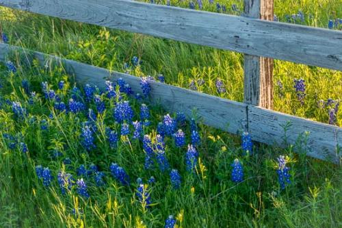 Bloom;Blossom;Blossoms;Blue;Bluebonnet;Bluebonnets;Fence;Flower;Floweret;Flowering;Flowers;Green;Petal;Petals;Red;Sun-up;Sunlight;Sunlit;Sunrise;Sunshine;Texas;Texas Bluebonnet;White;Wildflower;bloom;fence row;flora;floral