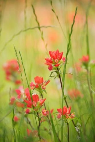 Peaceful;Wildflower;Flora;Indian Paintbrush;Flowering;Oneness;Red;White;Green;close-up;Petals;Texas;Close-up;Flowers;zen;Blossom;Flower;floral;Bloom