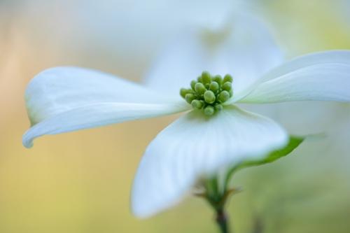 Bloom;Blossom;Blossoms;Botanical;Brown;Calm;Close-up;Dogwood;Floral;Floweret;Flowering;Flowers;Flowers & Plants;Healing;Health care;Healthcare;Leaf;Macro;Modern;Nature;Pastoral;Petal;Petals;Stamen;White;Yellow;bloom;botanicals;branch;contemporary art;flora;floral;flower;green;modern art;oneness;orange;peaceful;plant;plants;restful;serene;soothing;tranquil;zen