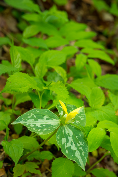 Big South Fork;Bloom;Blossom;Blossoms;Botanical;Brown;Bud;Calm;Close-up;Flora;Floweret;Flowering;Flowers;Healing;Health care;Healthcare;Leaf;Minimalism;Pastoral;Petal;Plant;Tennessee;United States;Yellow;bloom;botanicals;flora;floral;flower;foliage;green;leaves;oneness;oriental;peaceful;restful;serene;soothing;tranquil;wildflower;zen