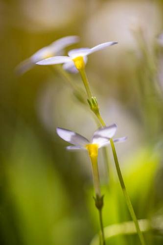 Big South Fork;Bloom;Blossom;Blossoms;Blue;Bluets;Close-up;Floret;Flower;Floweret;Flowering;Flowers;Green;Image type;Looking up;Modern;Oneness;Pastoral;Peaceful;Petal;Petals;Photo specs;Plant;Plants;Purple;Wildflower;bloom;botanical;botanicals;flora;floral;lavendar;modern art;zen