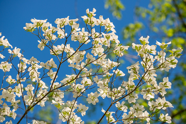 Bloom;Blossom;Blossoms;Blue;Botanical;Calm;Close-up;Cumberland Falls;Dogwood;Flora;Floral;Floweret;Flowering;Flowers;Flowers & Plants;Healing;Health care;Healthcare;Image type;Leaf;Macro;Nature;Pastoral;Petal;Petals;Photo specs;Plant;Seasons;Spring;Springtime;Sunlight;Sunshine;bloom;botanicals;flora;floral;flower;foliage;green;leaves;oneness;peaceful;plant;plants;restful;serene;sky;soothing;sunlit;tranquil;wildflower;zen