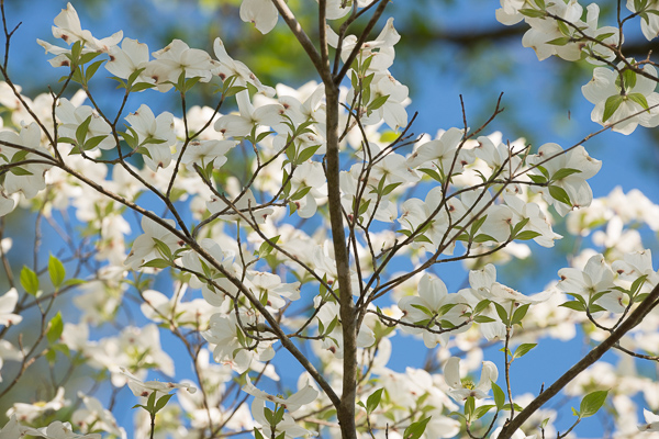 Bloom;Blossom;Blossoms;Blue;Botanical;Calm;Close-up;Cumberland Falls;Dogwood;Flora;Floral;Floweret;Flowering;Flowers;Flowers & Plants;Healing;Health care;Healthcare;Image type;Leaf;Macro;Nature;Pastoral;Petal;Petals;Photo specs;Plant;Seasons;Spring;Springtime;Sunlight;Sunshine;bloom;botanicals;flora;floral;flower;foliage;green;leaves;oneness;peaceful;plant;plants;restful;serene;sky;soothing;sunlit;tranquil;wildflower;zen