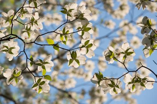 Bloom;Blossom;Blossoms;Blue;Brown;Close-up;Cumberland Falls;Dogwood;Flower;Floweret;Flowering;Flowers;Flowers & Plants;Green;Healing;Health care;Healthcare;Image type;Landscape;Leaves;Looking up;Oneness;Pastoral;Peaceful;Petal;Petals;Photo specs;Plant;White;Wildflower;bloom;botanical;botanicals;calm;flora;floral;restful;serene;soothing;tranquil;zen