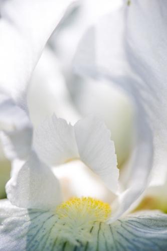 Abstract;Abstraction;Abstractions;Abstracts;Bloom;Blossom;Blossoms;Botanical;Calm;Close-up;Floral;Floret;Floweret;Flowering;Flowers;Flowers & Plants;Healing;Health care;Healthcare;Image type;Line;Macro;Nature;Pastoral;Patterns;Petal;Petals;Photo specs;Shape;Stock categories;White;Yellow;artsite;bloom;blue;botanicals;flora;floral;flower;green;iris;oneness;peaceful;plant;restful;serene;shapes;soothing;tranquil;zen