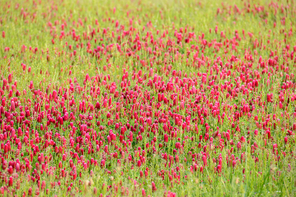 Abstract;Abstraction;Bloom;Blossom;Blossoms;Botanical;Calm;Close-up;Clover;Flora;Floral;Floweret;Flowering;Flowers;Flowers & Plants;Healing;Health care;Healthcare;Line;Minimalism;Nature;Pastoral;Petal;Pink;Plant;Red Clover;Shape;Sunlight;Sunshine;bloom;botanicals;flora;floral;flower;foliage;grass;green;landscape;magenta;oneness;pattern;peaceful;plants;red;restful;serene;soothing;sunlit;texture;tranquil;wildflower;zen