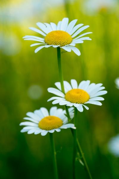 Blossom;Blossoms;Calm;Concepts;Cool Colors;Cool Palette;Cool Tones;Daisies;Floral;Floweret;Flowering;Flowers;Flowers & Plants;Green;Greens;Healing;Health care;Healthcare;Macro;Nature;Oneness;Pastoral;Plant;Seasons;Spring;Springtime;Sunshine;Yellow;bloom;color;daisy;flora;floral;flower;foliage;landscape;peaceful;plants;restful;serene;soothing;sunlit;tranquil;zen