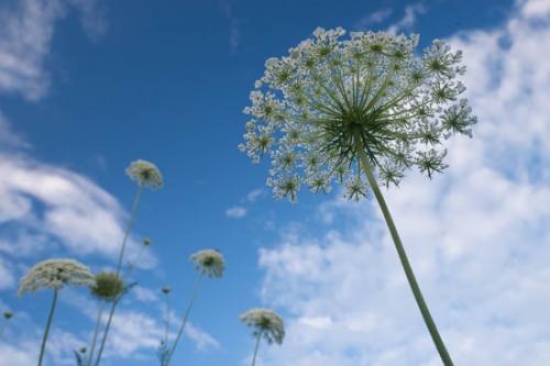 Blossom;Blossoms;Blue;Close-up;Cloud;Cloud Formation;Clouds;Flower;Floweret;Flowering;Flowers;Image type;Photo specs;Plant;Plants;Queen Anne's Lace;Sky;Wildflower;bloom;botanical;bud;buds;flora;floral;stems;vegetation