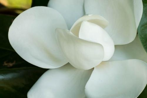 Bloom;Blossom;Blossoms;Close-up;Flower;Floweret;Flowering;Flowers;Green;Healing;Health care;Healthcare;Image type;Magnolia;Oneness;Pastoral;Peaceful;Petal;Petals;Photo specs;Plant;White;bloom;botanical;botanicals;calm;flora;floral;restful;serene;soothing;tranquil;zen
