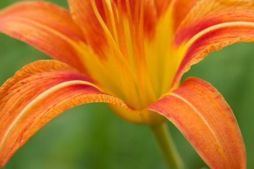 Flora;Flowering;Petal;Blossom;botanical;Day Lily;Petals;botanicals;Flower;Orange;Bloom;Flowers