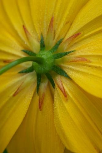 Yellow;dew;droplet;drops;dew drops;cosmos;Green;Petal;Flora;Blossom;Flowers;Cosmos Flowers;green;Petals;Flowering;Wildflower;botanical;floral;Orange;Cosmos;Gold;Close-up;dewy;Flower