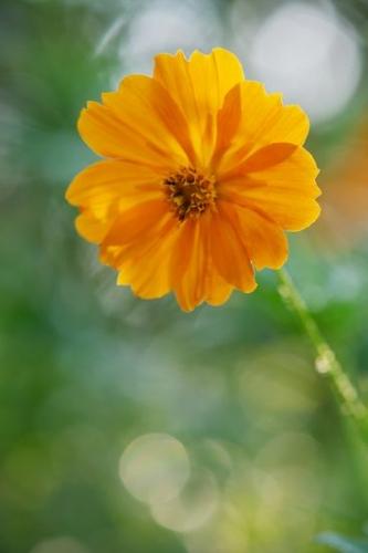 Close-up;Peaceful;zen;Orange;Flora;Bloom;Gold;green;Green;close-up;Oneness;Cosmos Flowers;Petal;Flowers;Petals;Details;stem;Flower;Wildflower;Plants;Cosmos;botanicals;Blossom;Yellow;botanical;Flowering;floral;cosmos;Pastoral