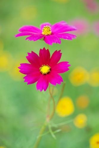 floral;Flora;Flowers;Petals;Wildflower;Flower;Petal;Close-up;Flowering;botanical;Blossom