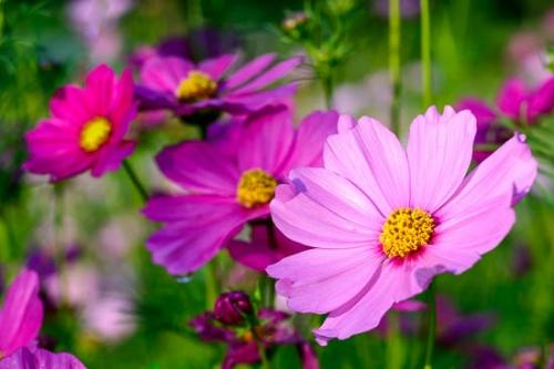 Bloom;Blossom;Blossoms;Close-up;Cosmos;Cosmos Flowers;Flower;Floweret;Flowering;Flowers;Flowers & Plants;Green;Healing;Health care;Healthcare;Image type;Landscape;Macro;Magenta;Nature;Oneness;Pastoral;Peaceful;Petal;Petals;Photo specs;Pink;Stock categories;Wildflower;Yellow;bloom;botanical;calm;flora;floral;restful;serene;soothing;tranquil;zen