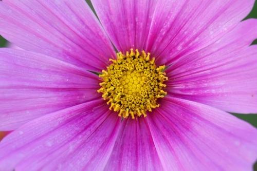 Flowers;drops;Blossom;dew drops;Flower;Petals;Flora;botanical;Flowering;dew;Pink;droplet;Petal;Purple;Lavender;Green;dewy;water;Close-up;Wildflower;floral