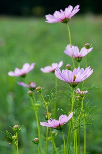 Bloom;Blossom;Blossoms;Close-up;Cosmos;Cosmos Flowers;Flower;Floweret;Flowering;Flowers;Flowers & Plants;Green;Healing;Health care;Healthcare;Image type;Landscape;Macro;Magenta;Nature;Oneness;Pastoral;Peaceful;Petal;Petals;Photo specs;Pink;Stock categories;Wildflower;bloom;botanical;calm;flora;floral;restful;serene;soothing;tranquil;zen