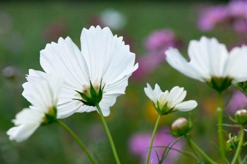 Bloom;Blossom;Blossoms;Close-up;Cosmos;Cosmos Flowers;Flower;Floweret;Flowering;Flowers;Flowers & Plants;Green;Healing;Health care;Healthcare;Image type;Landscape;Macro;Magenta;Nature;Oneness;Pastoral;Peaceful;Petal;Petals;Photo specs;Pink;Stock categories;White;Wildflower;bloom;botanical;calm;flora;floral;restful;serene;soothing;tranquil;zen