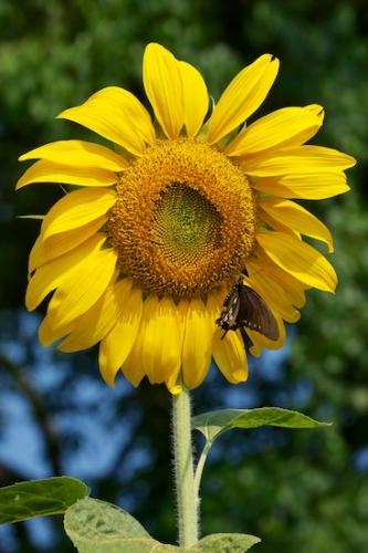 Petals;floral;botanical;Petal;insect;Flowering;Flora;Sunflower;Wildflower;Gold;Close-up;Yellow;Flowers;Butterfly;Blossom;Flower