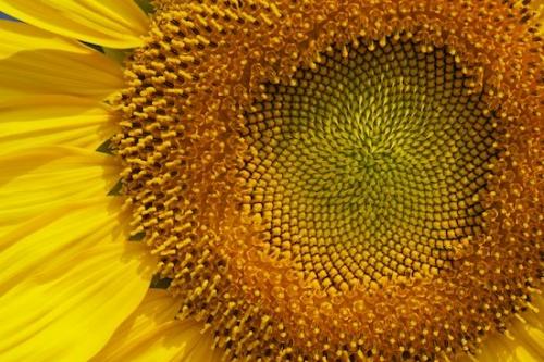 Gold;Close-up;Blossom;Sunflower;Wildflower;Yellow;Abstract;Abstracts;Petal;shapes;Textures;floral;Flowering;Petals;Abstraction;Flora;Flowers;Flower;botanical