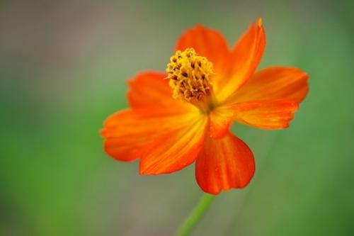 Wildflower;Gold;botanical;Details;Petal;green;close-up;Peaceful;cosmos;Yellow;Blossom;floral;Close-up;Petals;Oneness;Flora;Flower;Flowering;Flowers;Orange