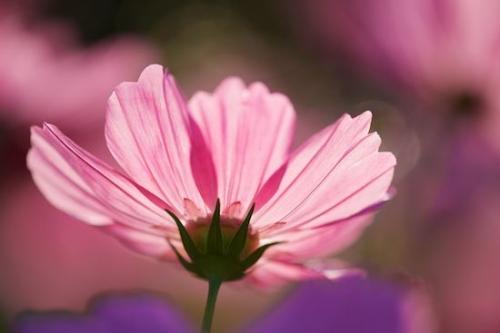 Flowers;Wildflower;Flora;floral;Flowering;Petal;botanical;Close-up;Flower;Petals;Blossom