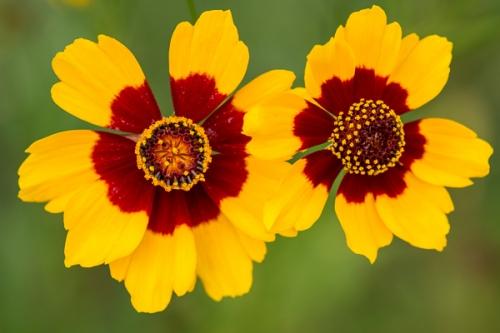 Bloom;Blossom;Blossoms;Botanical;Bud;Calm;Close-up;Floral;Floweret;Flowering;Flowers;Flowers & Plants;Healing;Health care;Healthcare;Macro;Maroon;Nature;Pastoral;Petal;Petals;Plains Coreopsis;Plains Coreopsis Wildflower;Stamen;Warm Colors;Warm Palette;Warm Tones;Yellow;bloom;botanicals;color;flora;floral;flower;green;oneness;orange;peaceful;plant;plants;red;restful;serene;soothing;tranquil;wildflower;zen