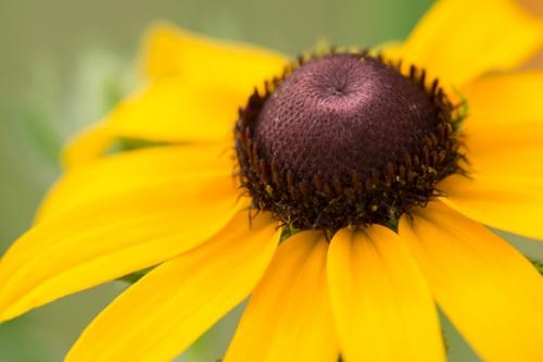 Black-eyed Susan;Bloom;Blossom;Blossoms;Brown;Calm;Close-up;Floral;Floweret;Flowering;Flowers;Flowers & Plants;Gold;Healing;Health care;Healthcare;Macro;Nature;Pastoral;Petal;Yellow;bloom;flora;floral;flower;green;oneness;peaceful;plants;restful;serene;soothing;tranquil;wildflower;zen