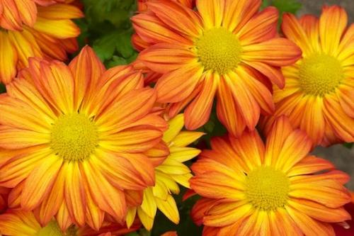 Stamen;Flower;Blossom;Petals;floral;Yellow;Orange;Flora;Flowering;Green;Bloom;Close-up;Gold;botanical