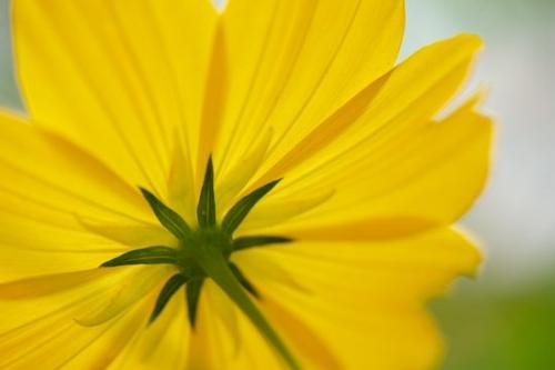 cosmos;green;Close-up;Petal;floral;Flora;Flowers;Petals;botanical;Yellow;Cosmos Flowers;Flowering;Blossom;Flower;Wildflower