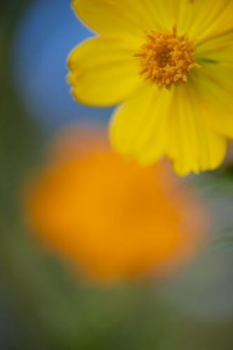 Blossom;Pistil;Orange;flower;Cosmos;Flower;Bloom;Petals;Cosmos Flowers;Flowering;floral;Flora;Close-up