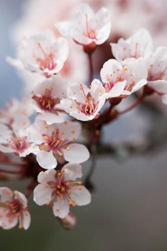 Bloom;Blossom;Blossoms;Branches;Brown;Close-up;Flower;Floweret;Flowering;Flowers;Healing;Health care;Healthcare;Magenta;Modern;Oneness;Oriental;Pastoral;Peaceful;Petal;Petals;Pink;Plant;Red;Tree;Wabi Sabi;bloom;botanical;botanicals;calm;contemporary;contemporary art;flora;floral;limbs;plum;restful;serene;soothing;tranquil;tree limbs;zen