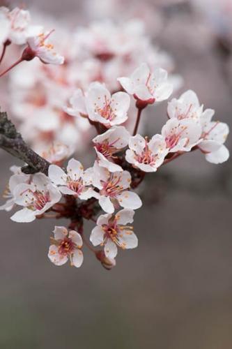 Bloom;Blossom;Blossoms;Branches;Brown;Close-up;Flower;Floweret;Flowering;Flowers;Healing;Health care;Healthcare;Magenta;Modern;Oneness;Oriental;Pastoral;Peaceful;Petal;Petals;Pink;Plant;Red;Tree;Wabi Sabi;bloom;botanical;botanicals;calm;contemporary;contemporary art;flora;floral;limbs;plum;restful;serene;soothing;tranquil;tree limbs;zen