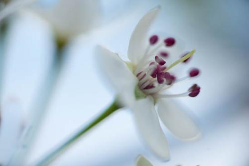 Bloom;Blossom;Close-up;Floret;Flower;Floweret;Flowering;Flowers;Green;Petal;Petals;Pistil;Plant;botanical;botanicals;flora