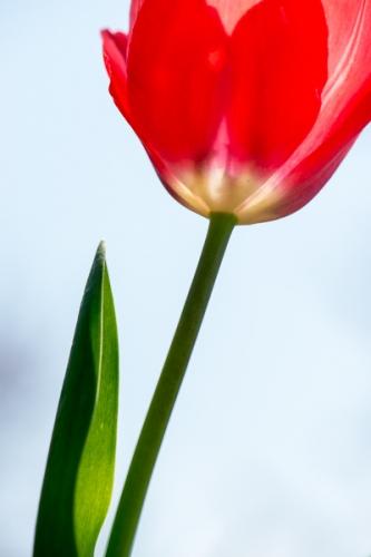 Bloom;Blossom;Blossoms;Botanical;Bud;Calm;Close-up;Floral;Floweret;Flowering;Flowers;Healing;Health care;Healthcare;Leaf;Looking up;Macro;Minimalism;Nature;Pastoral;Petal;Seasons;Spring;Springtime;bloom;botanicals;flora;floral;flower;green;leaves;oneness;peaceful;plant;plants;red;restful;serene;sky;soothing;tranquil;tulip;vegetation;wildflower;zen
