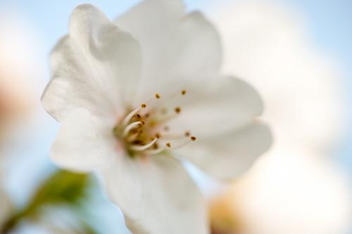 Bloom;Blossom;Blossoms;Botanical;Bradford Pear;Bud;Calm;Close-up;Floral;Floweret;Flowering;Flowers;Flowers & Plants;Healing;Health care;Healthcare;Macro;Minimalism;Nature;Pastoral;Petal;Petals;Seasons;Spring;Springtime;Stamen;Sunshine;White;Yellow;bloom;botanicals;flora;floral;flower;green;oneness;peaceful;plant;plants;restful;serene;soothing;tranquil;wildflower;zen