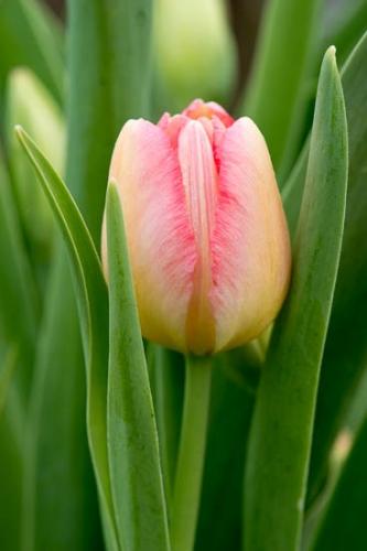 Bloom;Blossom;Blossoms;Close-up;Flower;Floweret;Flowering;Flowers;Green;Oneness;Peaceful;Petal;Pink;Plant;Yellow;bloom;flora;floral;tulip;zen