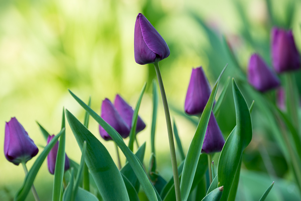 Bloom;Blossom;Blossoms;Calm;Close-up;Concepts;Cool Colors;Cool Palette;Cool Tones;Flora;Floral;Flower;Floweret;Flowering;Flowers;Flowers & Plants;Green;Greens;Healing;Health care;Healthcare;Macro;Nature;Oneness;Pastoral;Petal;Purple;Sunlight;Sunshine;Violet;bloom;color;flora;floral;flower;landscape;peaceful;plants;restful;serene;soothing;sunlit;tranquil;zen