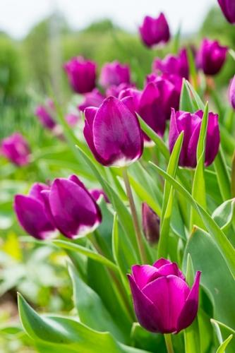 Bloom;Blossom;Blossoms;Botanical;Bud;Calm;Close-up;Floral;Floweret;Flowering;Flowers;Flowers & Plants;Healing;Health care;Healthcare;Lavender;Macro;Nature;Pastoral;Petal;Petals;Sunlight;Sunshine;bloom;botanicals;flora;floral;flower;green;leaves;oneness;peaceful;plant;plants;purple;restful;serene;soothing;sunlit;tranquil;tulip;wildflower;zen