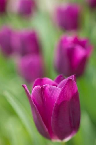 Bloom;Blossom;Close-up;Flower;Flowers;Lavender;Petal;Plant;Purple;botanical;bud;flora;tulip